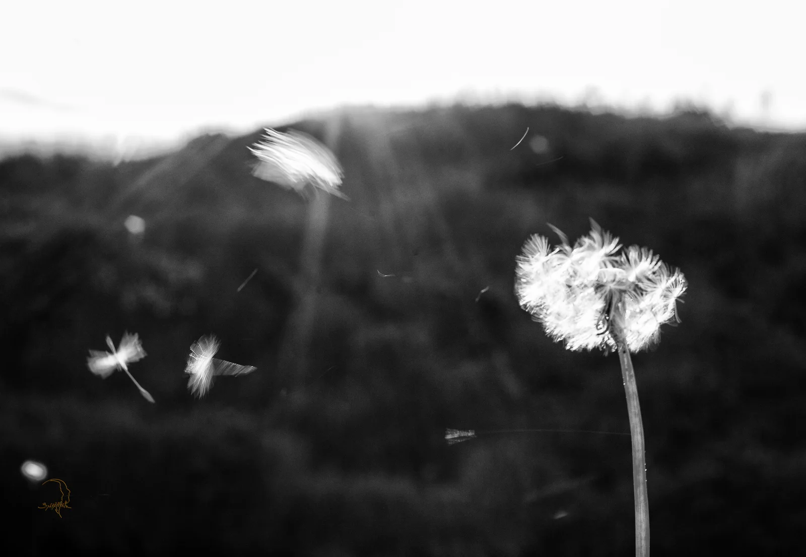 Dandelion seeds separate from a single stem in monochrome.