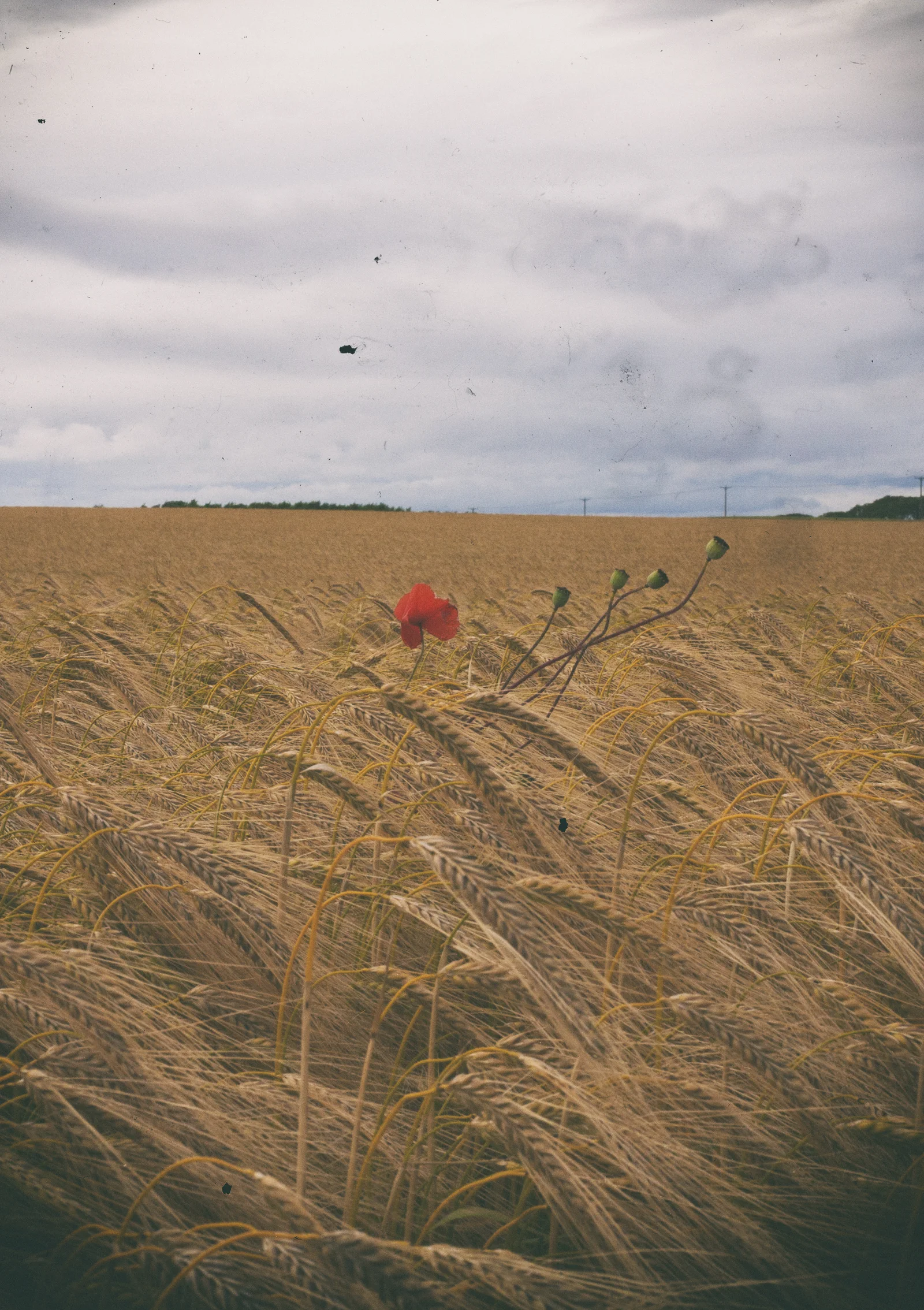 A single red flower stands among windswept grasses beneath a grey sky.