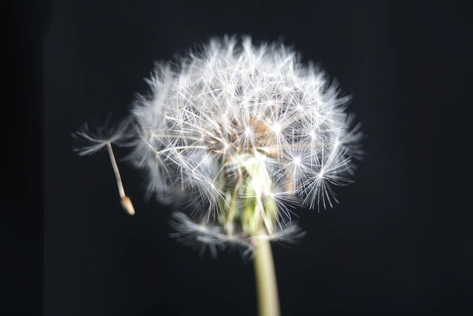 A dandelion seed head glows against a black background.